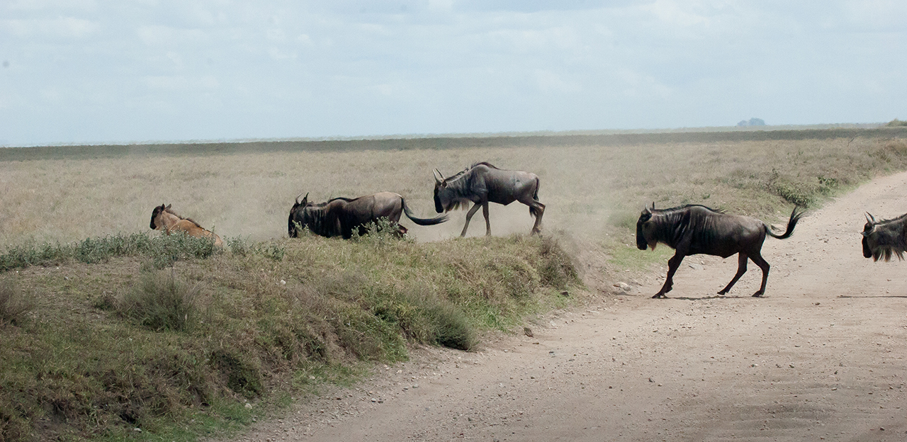 Serengeti