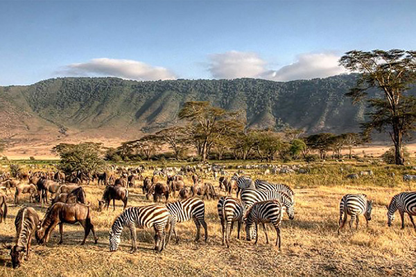 Discover Ngorongoro