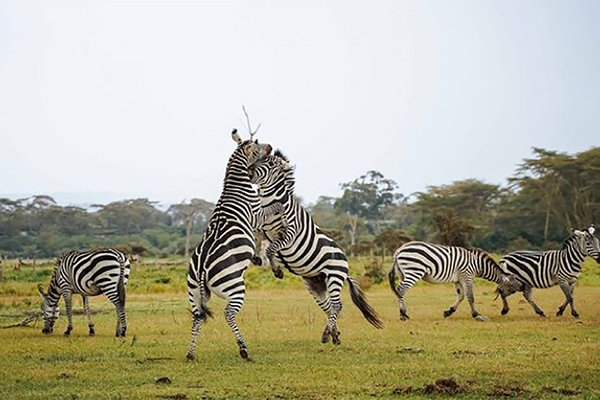 Discover Ngorongoro